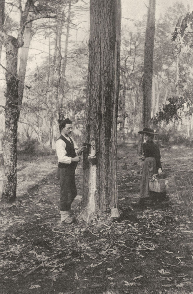LANDES. Landes- Récolte de la résine (procédé actuel) . SMALL. 1903 old print
